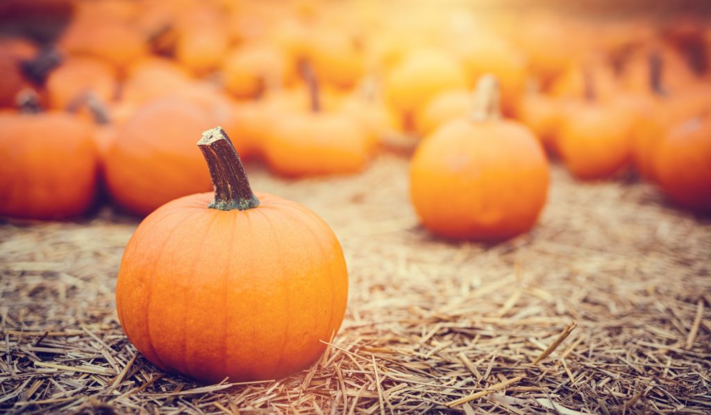 Halloween Pumpkins On Hay.
