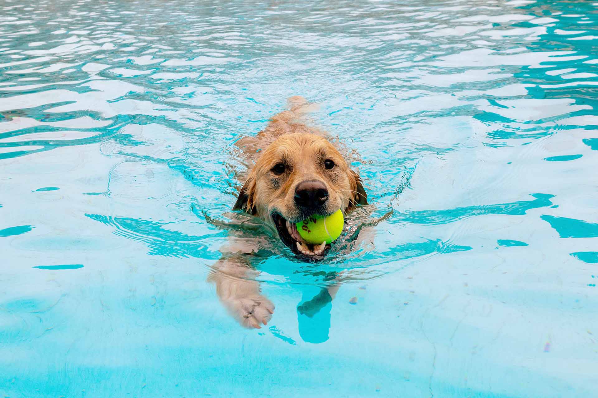 A dog swimming in a pool with a tennis ball in his mouth