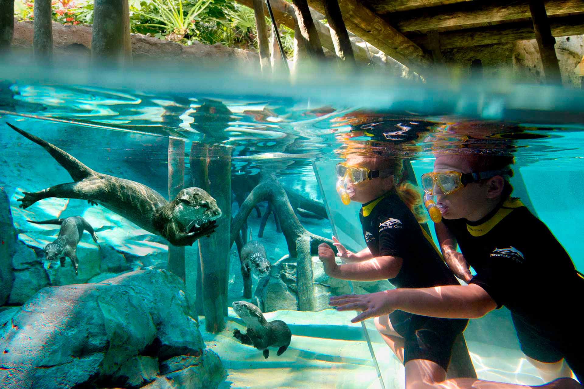 Discovery Cove - Bear's Den Resort Orlando