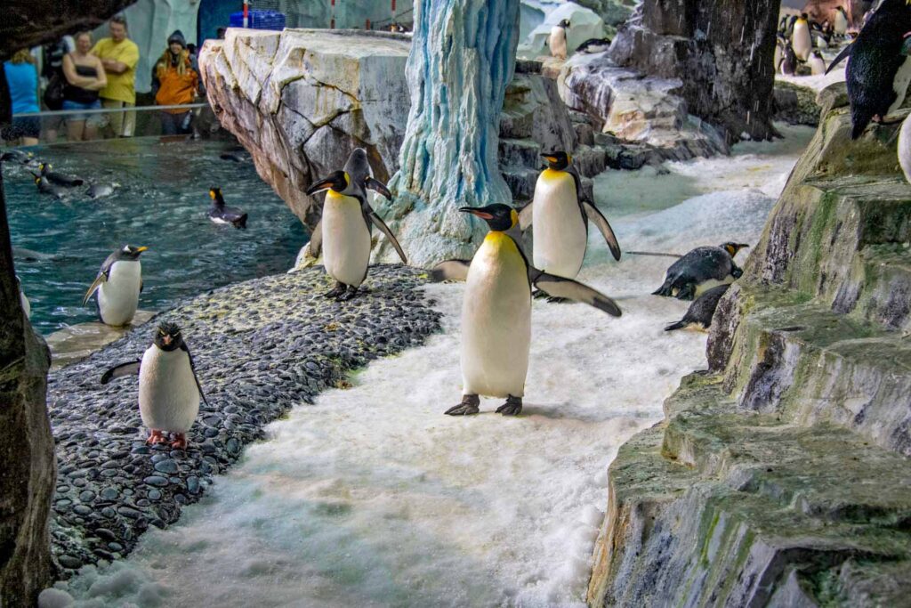 Group of penguins in the exhibit at SeaWorld Orlando
