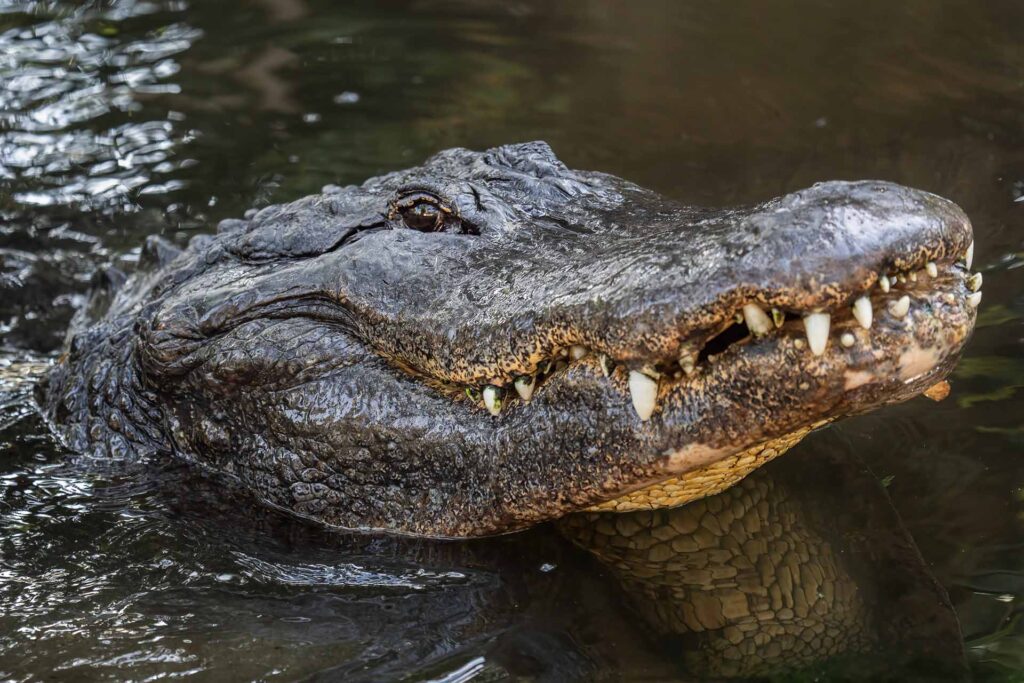 Close up of American alligator